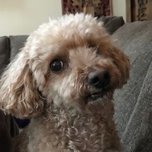 Meet your Posher, Jing